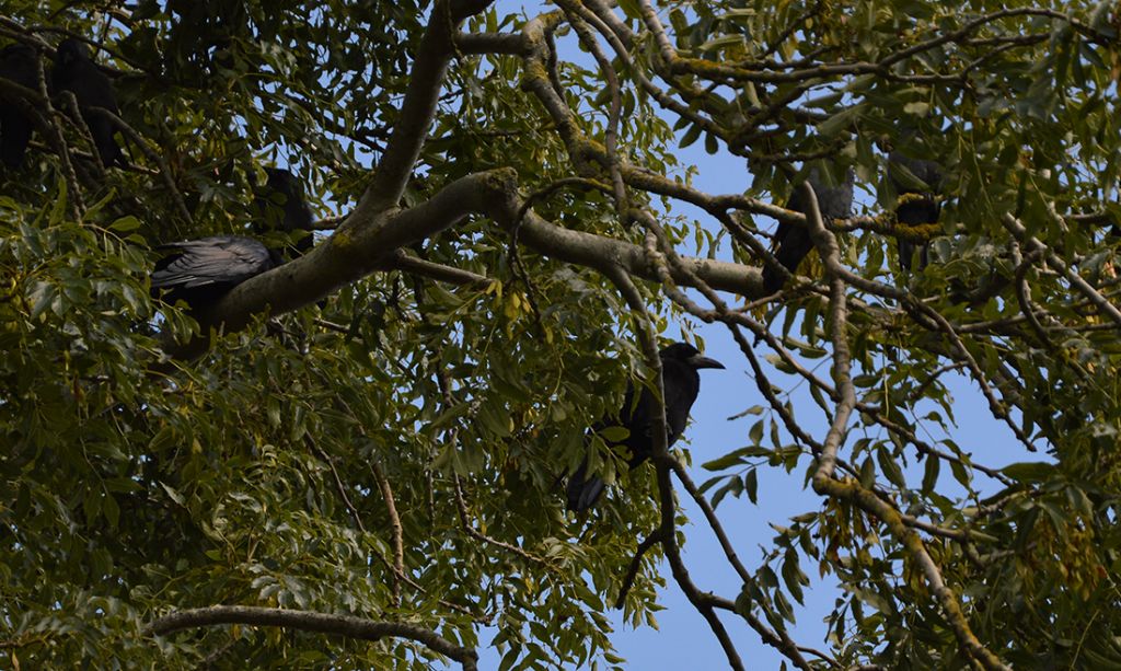 Uccelli dall''Irlanda